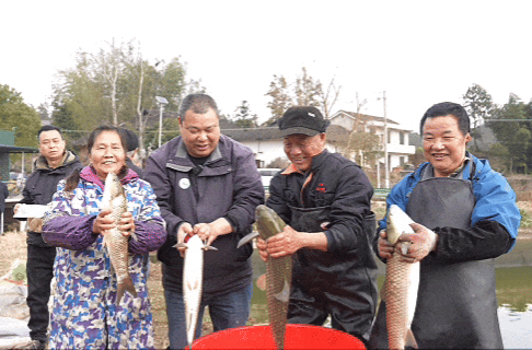 “干塘捉年鱼”啦！一网下去全是鲜
