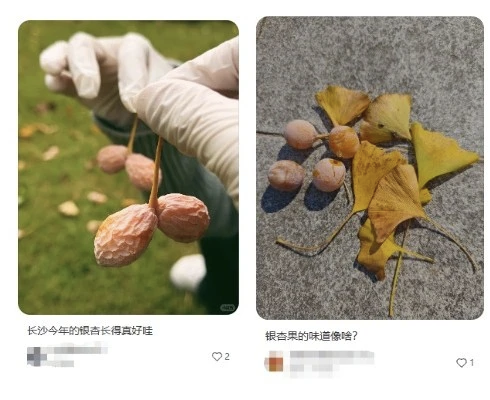 这种果子别捡别吃！近期平江街头正大量出现